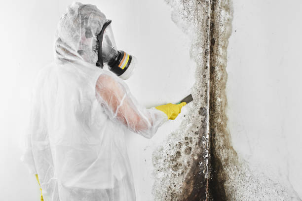 Professional Mold Removal in Valparaiso, IN