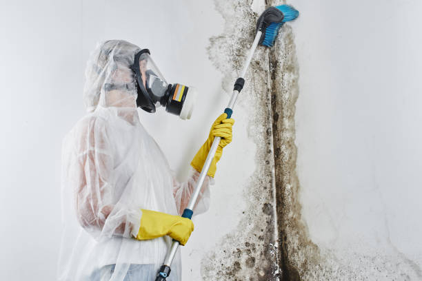 Best Local Mold Removal Service  in Valparaiso, IN