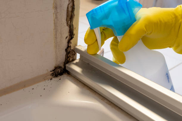 Best Residential Mold Removal  in Valparaiso, IN