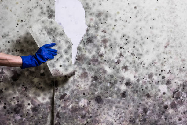 Best Mold Testing  in Valparaiso, IN